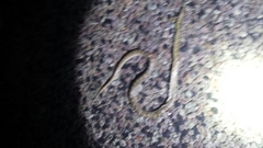 Arizona elegans elegans