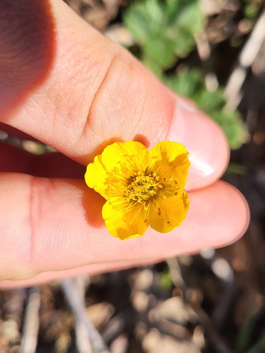 Geum sylvaticum, photograph 6