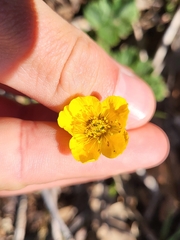 Geum sylvaticum, photograph (c) Lars, some rights reserved (CC BY)