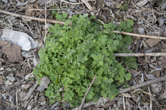 Chelidonium majus