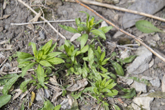 Erysimum cheiranthoides