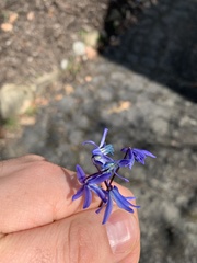 Scilla siberica