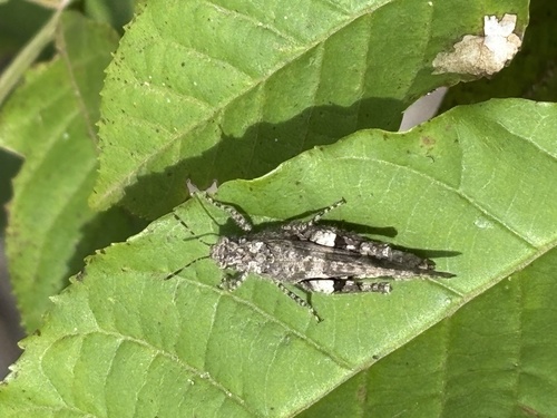 Trilophidia conturbata