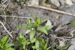 Erysimum cheiranthoides