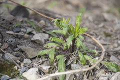 Erysimum cheiranthoides