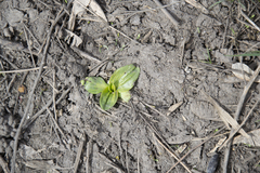 Plantago major