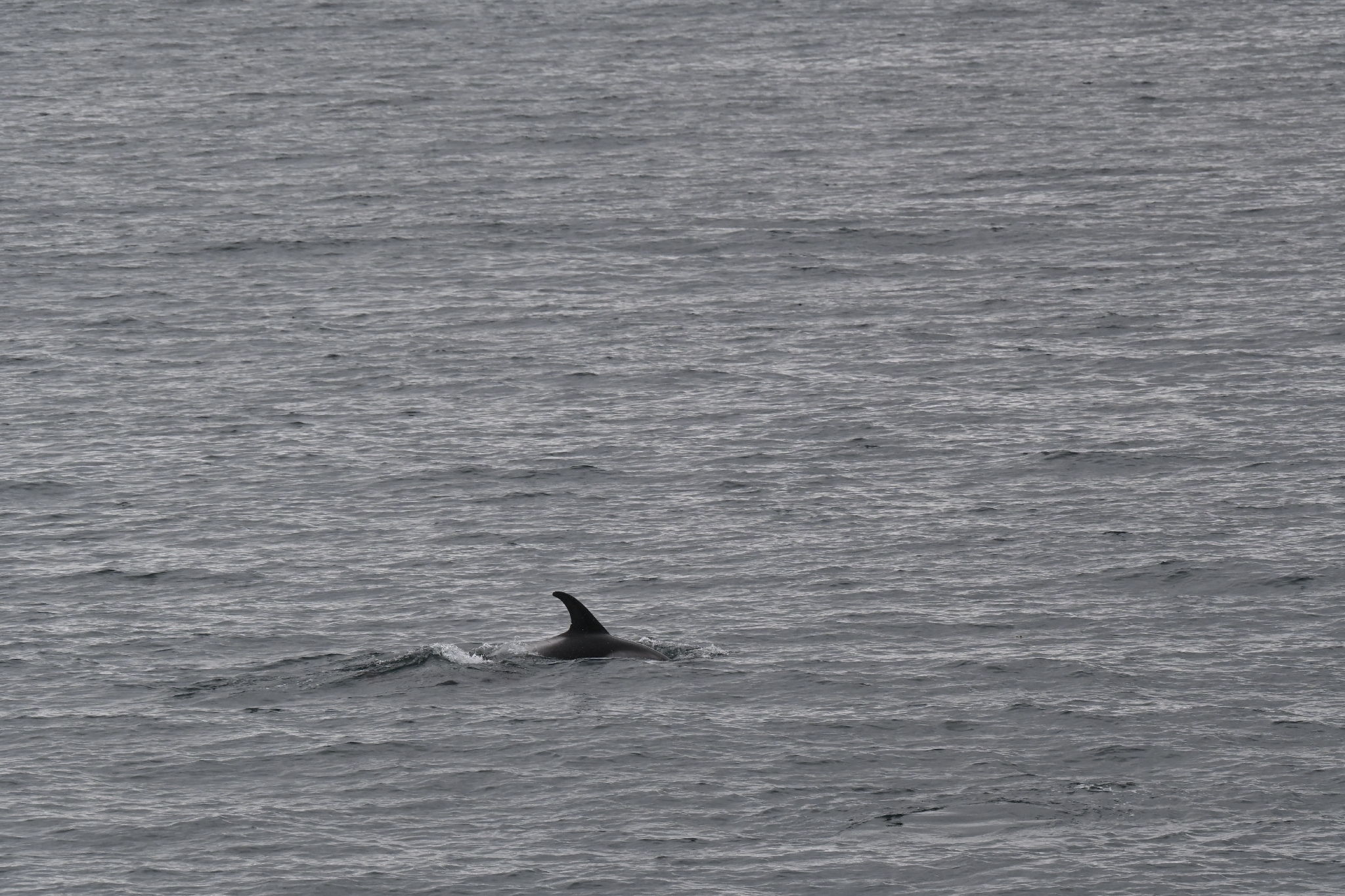 Lagenorhynchus albirostris