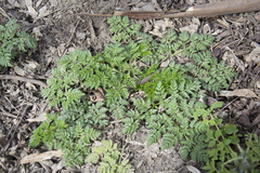 Anthriscus sylvestris