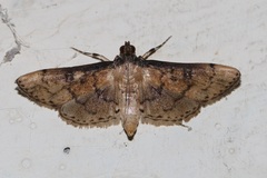 Nacoleia charesalis
