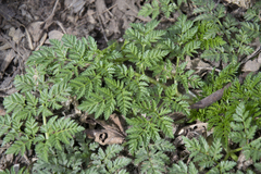 Anthriscus sylvestris
