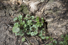 Glechoma hederacea