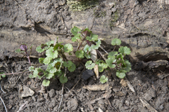 Glechoma hederacea