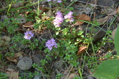 Thymus evenkiensis