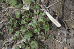 Glechoma hederacea