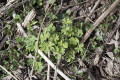 Leonurus quinquelobatus