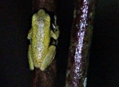 Dendropsophus carnifex