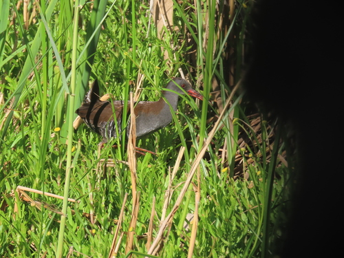 iNaturalist: (c) DianLindeque12, some rights reserved (CC BY-NC), uploaded by DianLindeque12 iNaturalist image