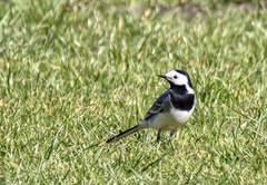 Motacilla alba