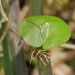 Cassida viridis - Photo 由 karsten_s 所上傳的 (c) karsten_s，保留部份權利CC BY