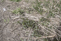 Urtica dioica