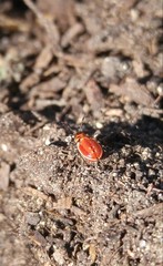 Lygaeus kalmii