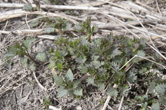 Urtica dioica