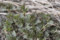 Urtica dioica