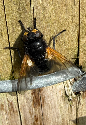 Noon Fly