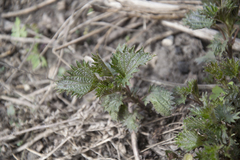 Urtica dioica
