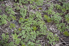 Aegopodium podagraria