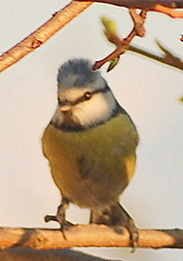Cyanistes caeruleus