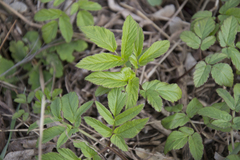 Aegopodium podagraria