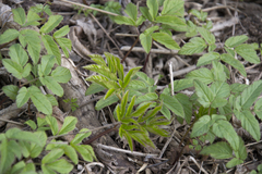 Aegopodium podagraria