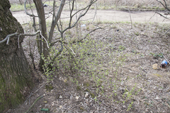 Ribes uva-crispa