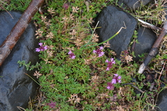 Thymus evenkiensis