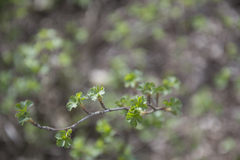 Ribes uva-crispa
