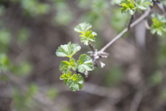 Ribes uva-crispa