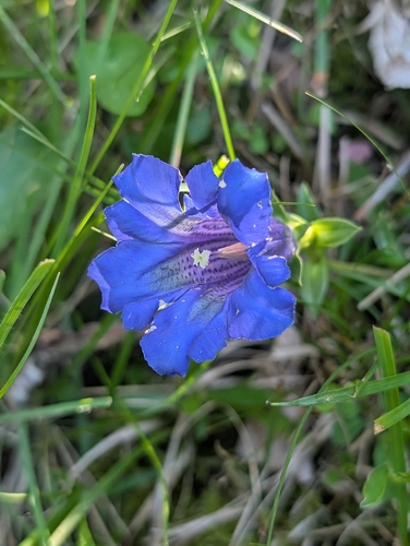 Gentiana angustifolia, photograph 6