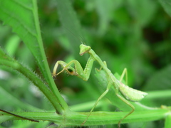 Stagmatoptera