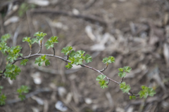 Ribes uva-crispa