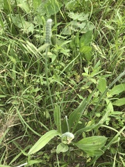 Plantago wrightiana