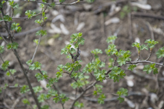 Ribes uva-crispa