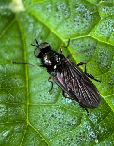 Murky-legged Black Legionnaire