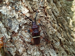 Trachyderes succinctus