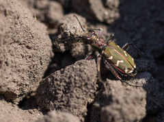 Cicindela soluta