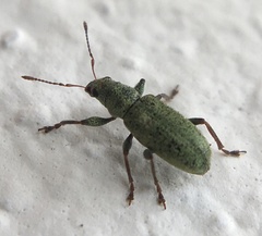Pachyrhinus lethierryi