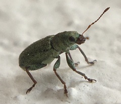 Pachyrhinus lethierryi