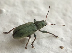 Pachyrhinus lethierryi