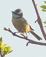 Cyanistes caeruleus