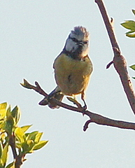 Cyanistes caeruleus
